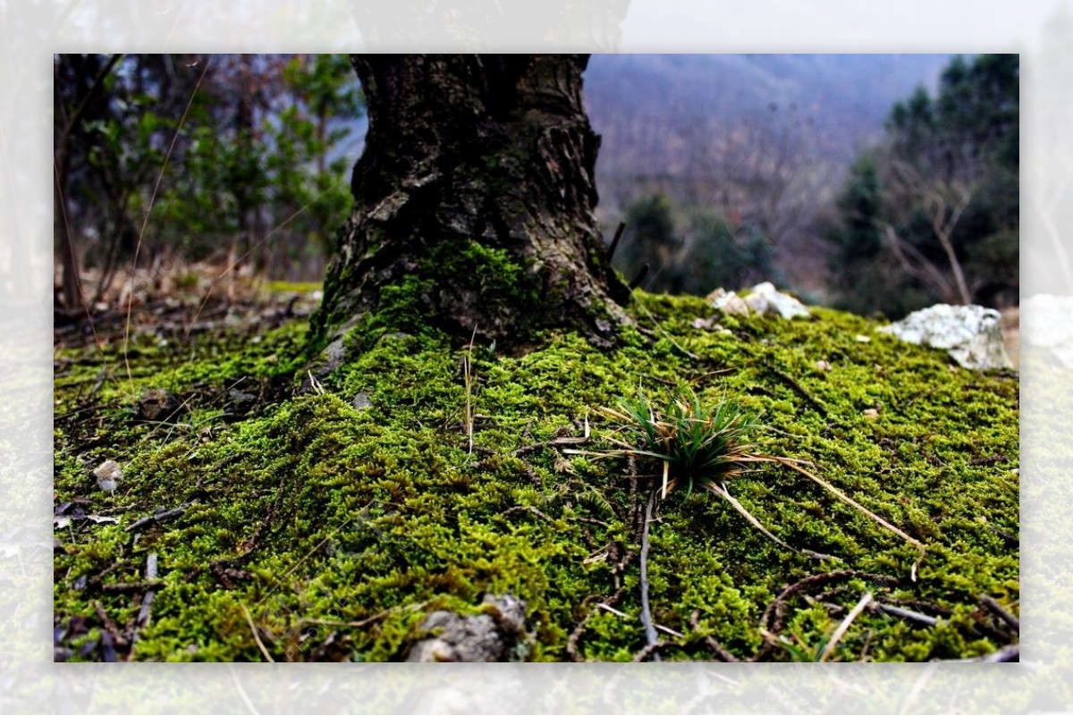 苔藓