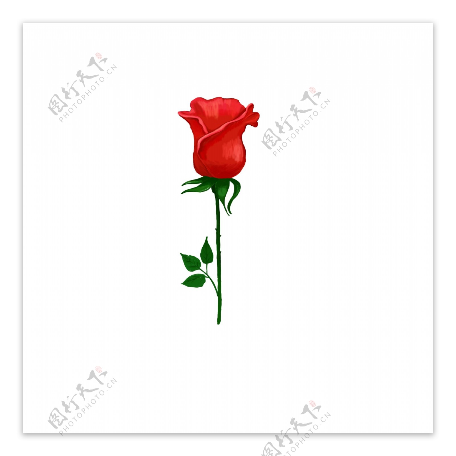 浪漫情人节手绘玫瑰可商用