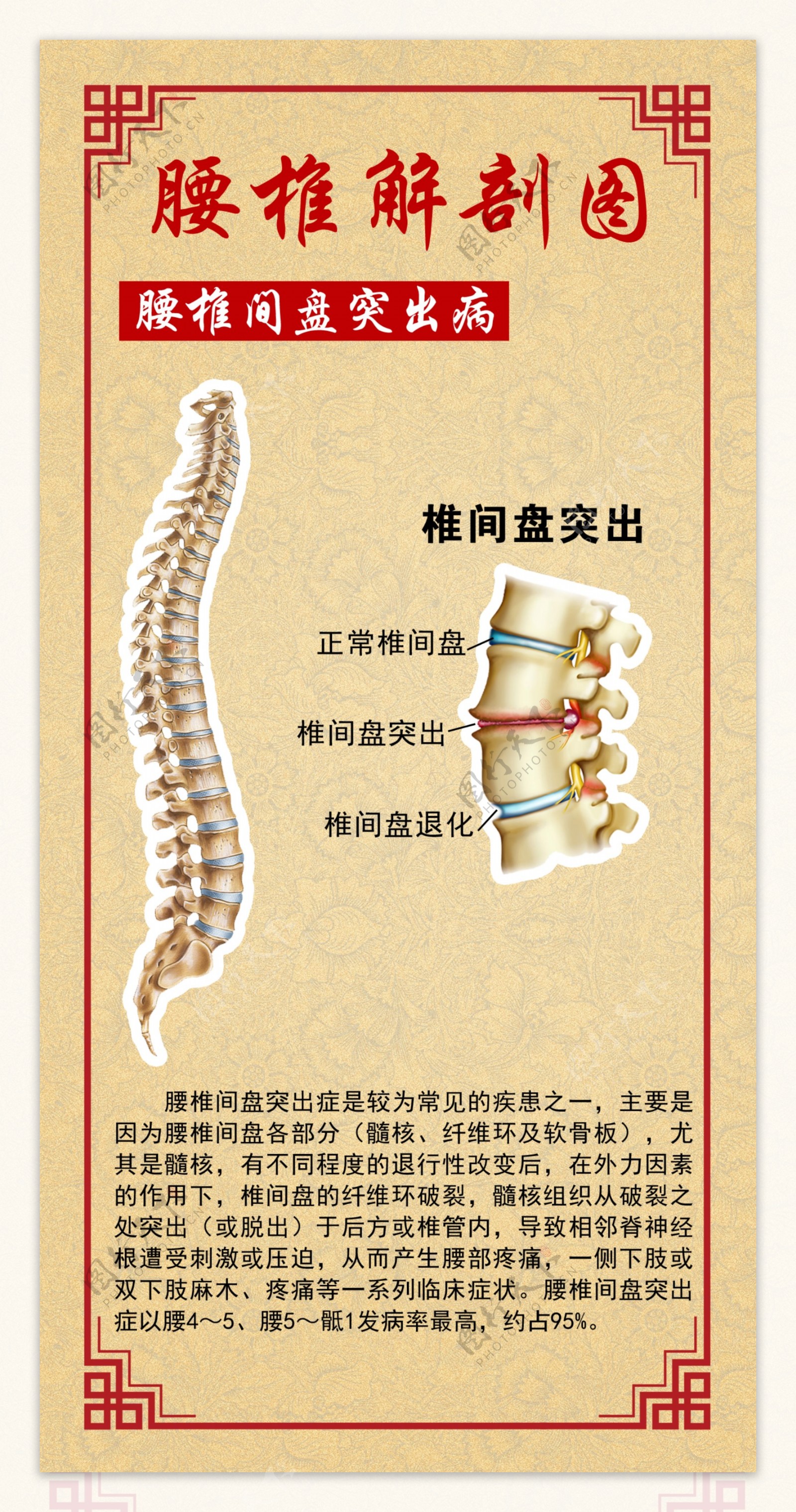 脊柱图解高清解剖(脊柱脊髓解剖图) - 医药经