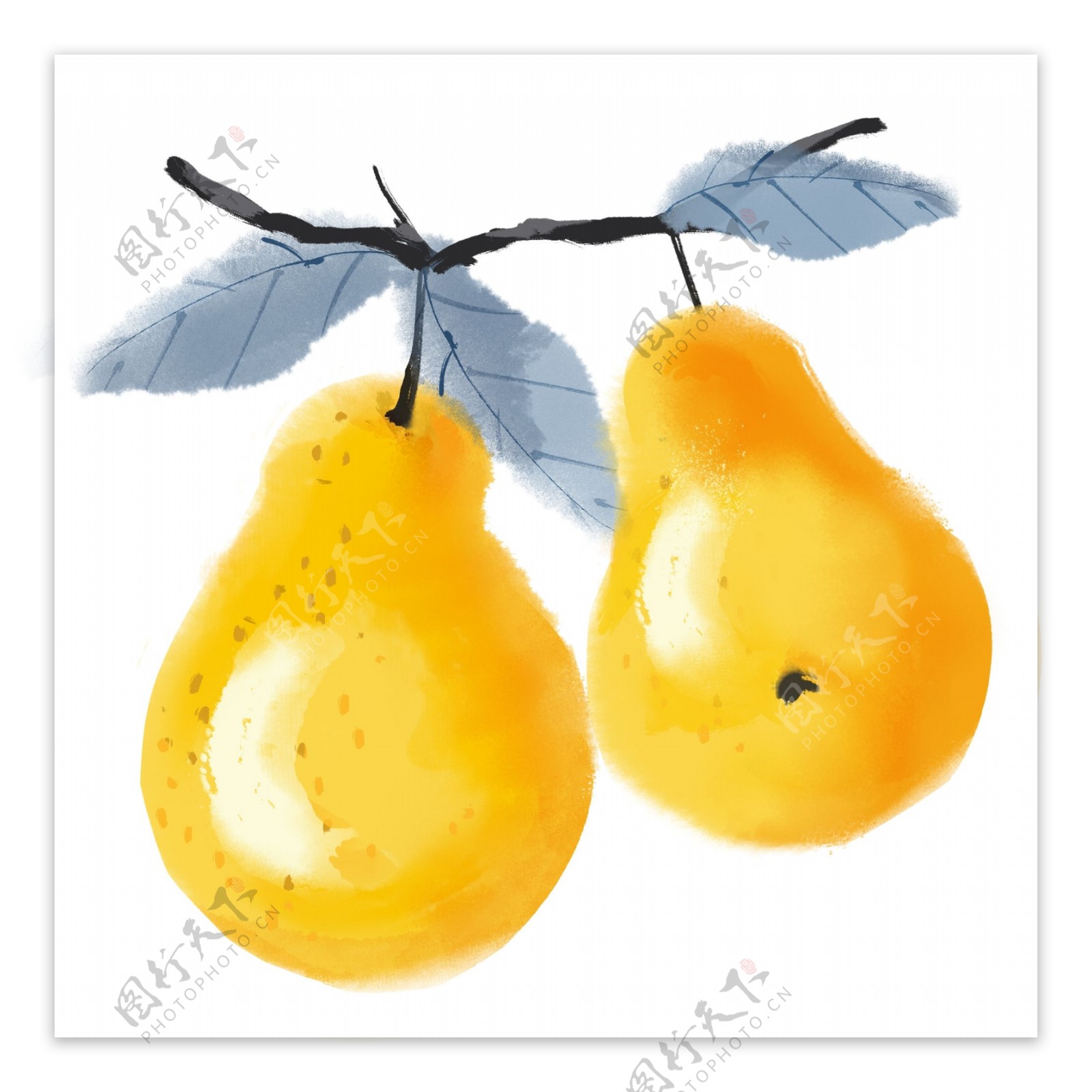 中国风水墨彩绘水果静物梨