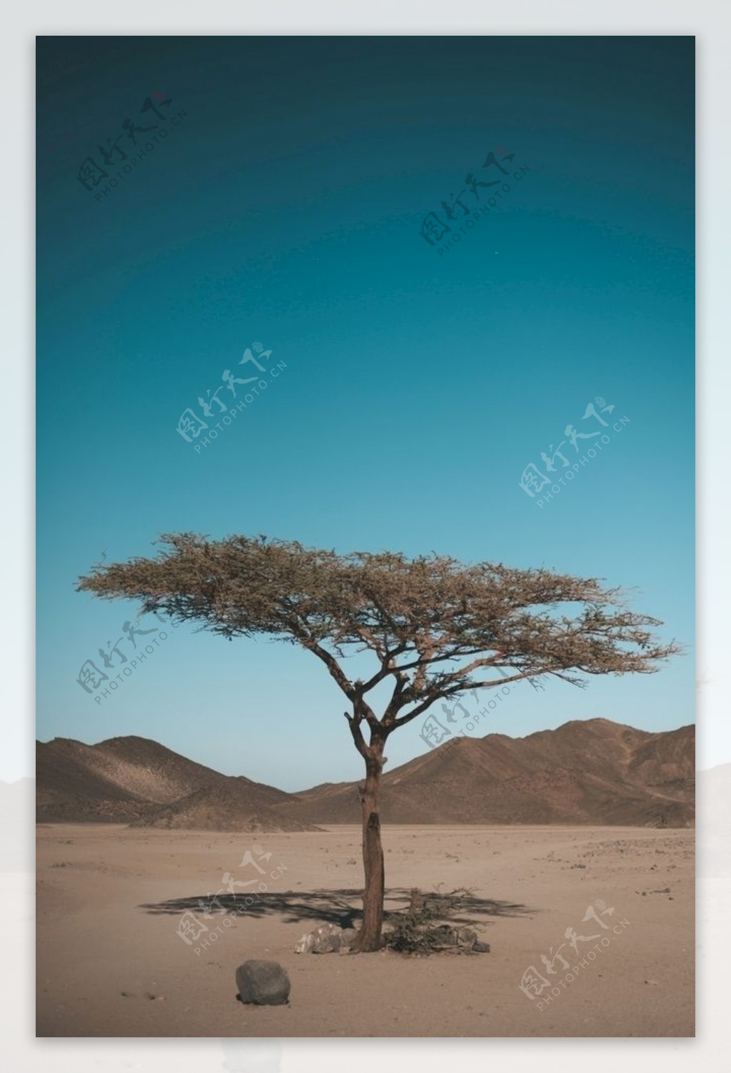 荒漠孤树