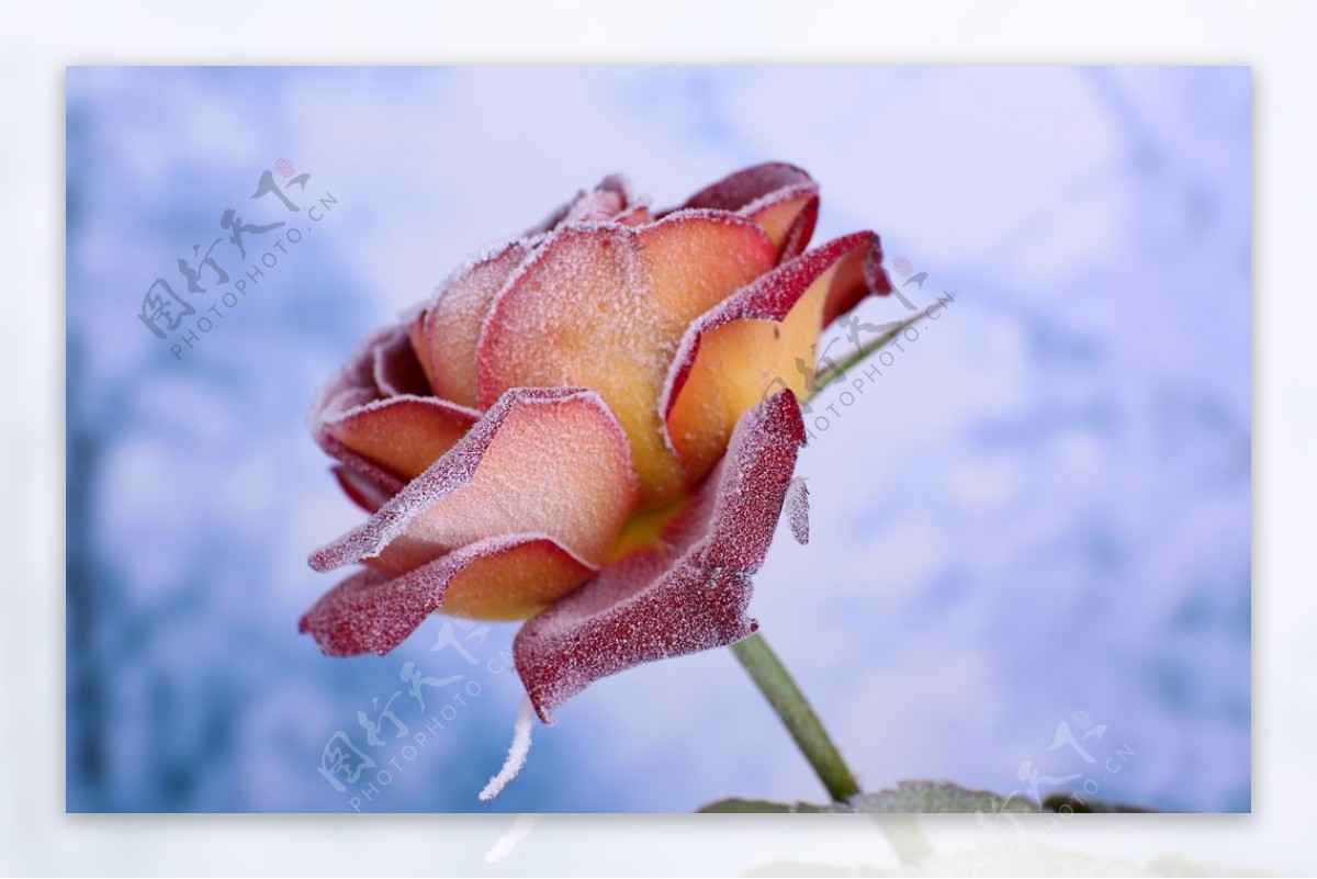 雪中的玫瑰花