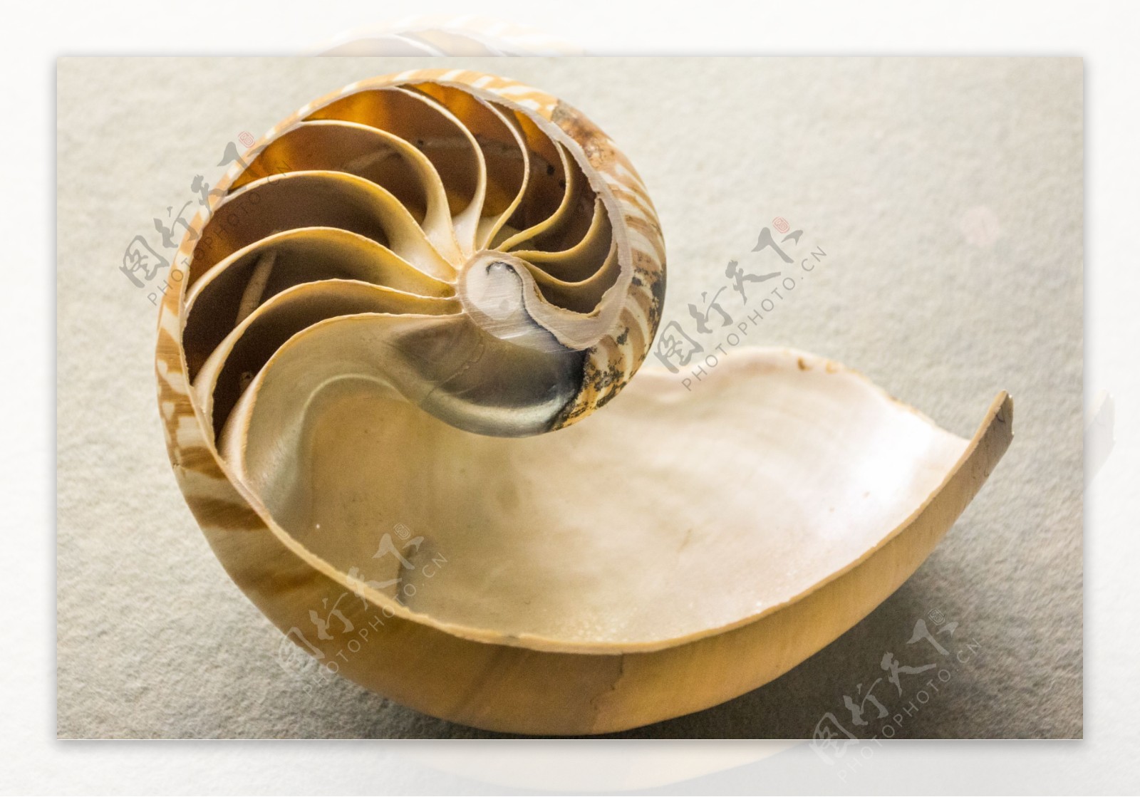 贝壳旋螺贝壳海螺