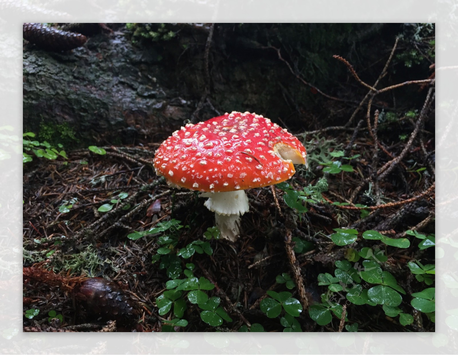 雨后毒蘑菇