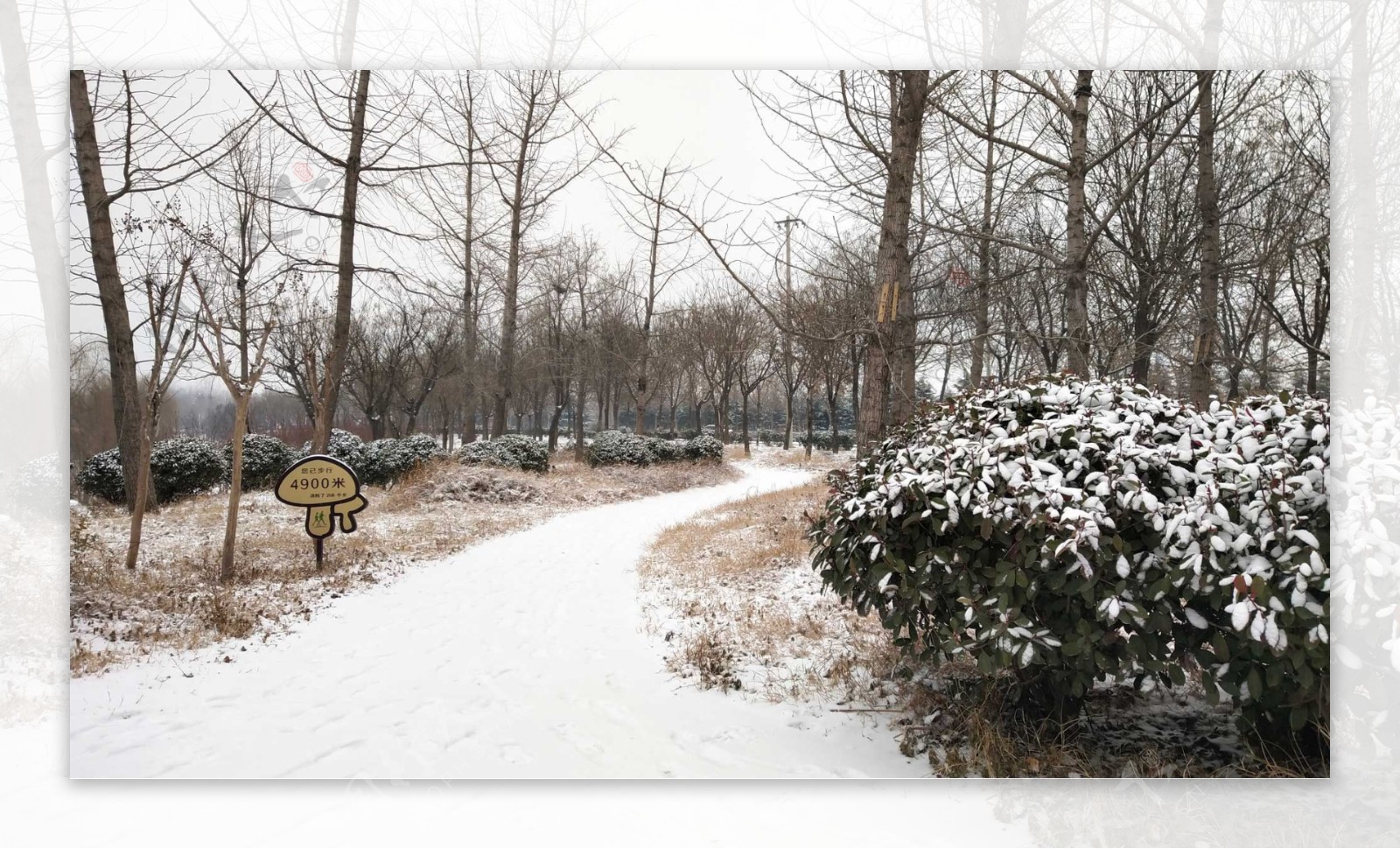 聊城雪景