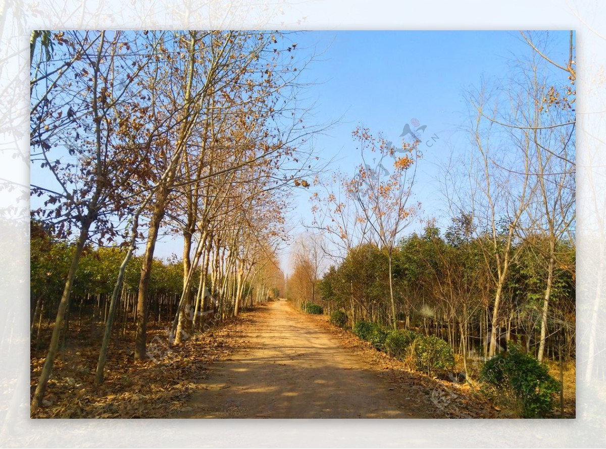 乡村道路美景