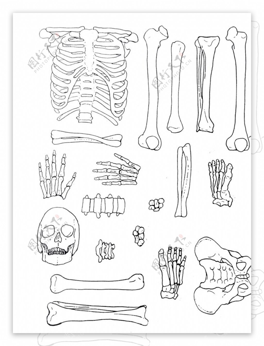 人体各部分骨骼拼图