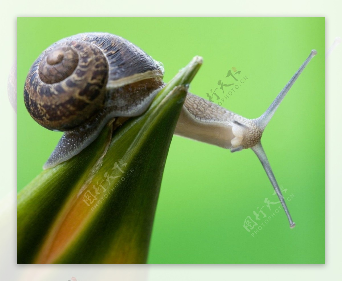蜗牛摄影图