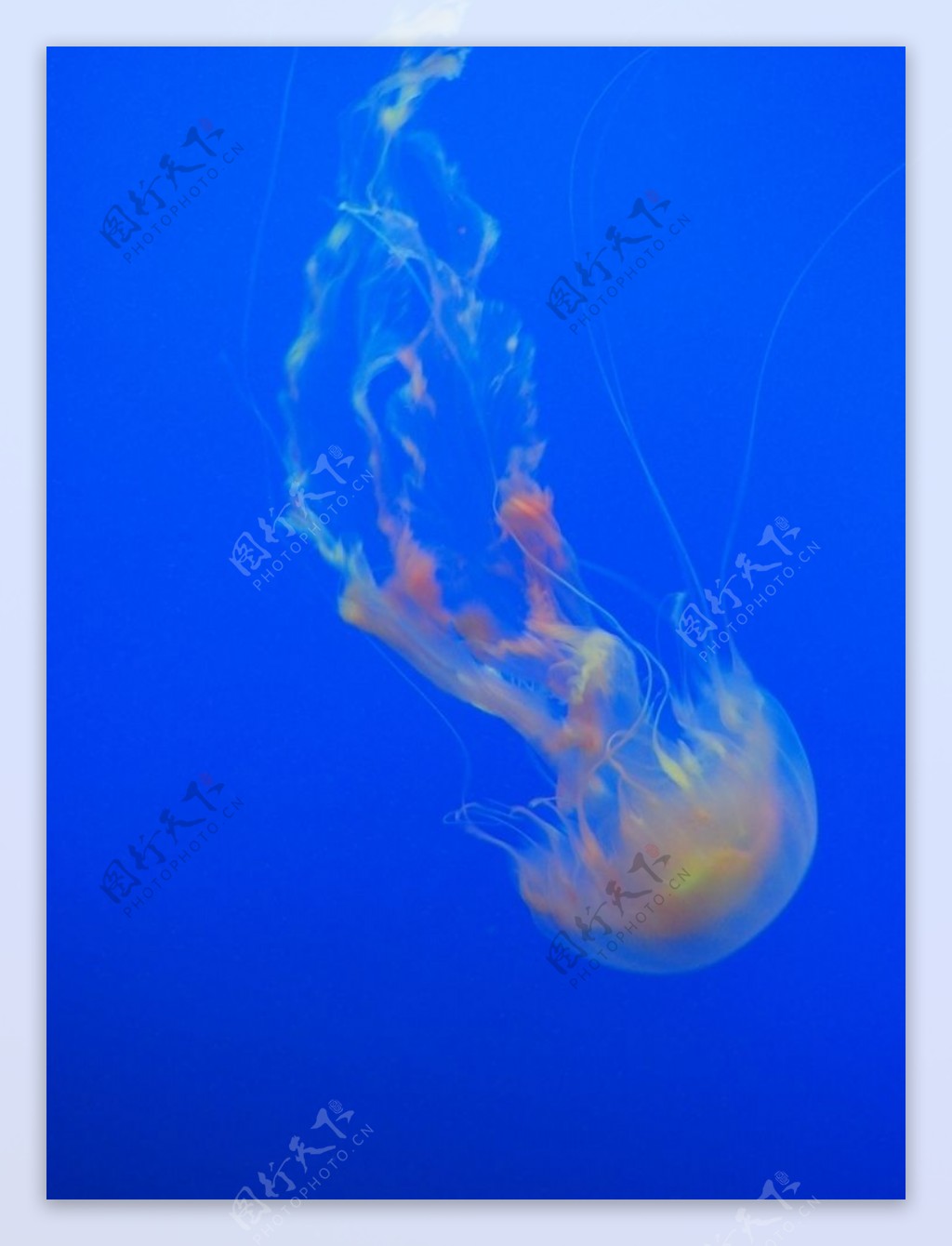 海洋里漂亮的发光浮游生物图片素材_免费下载_jpg图片格式_高清图片130393_摄图网