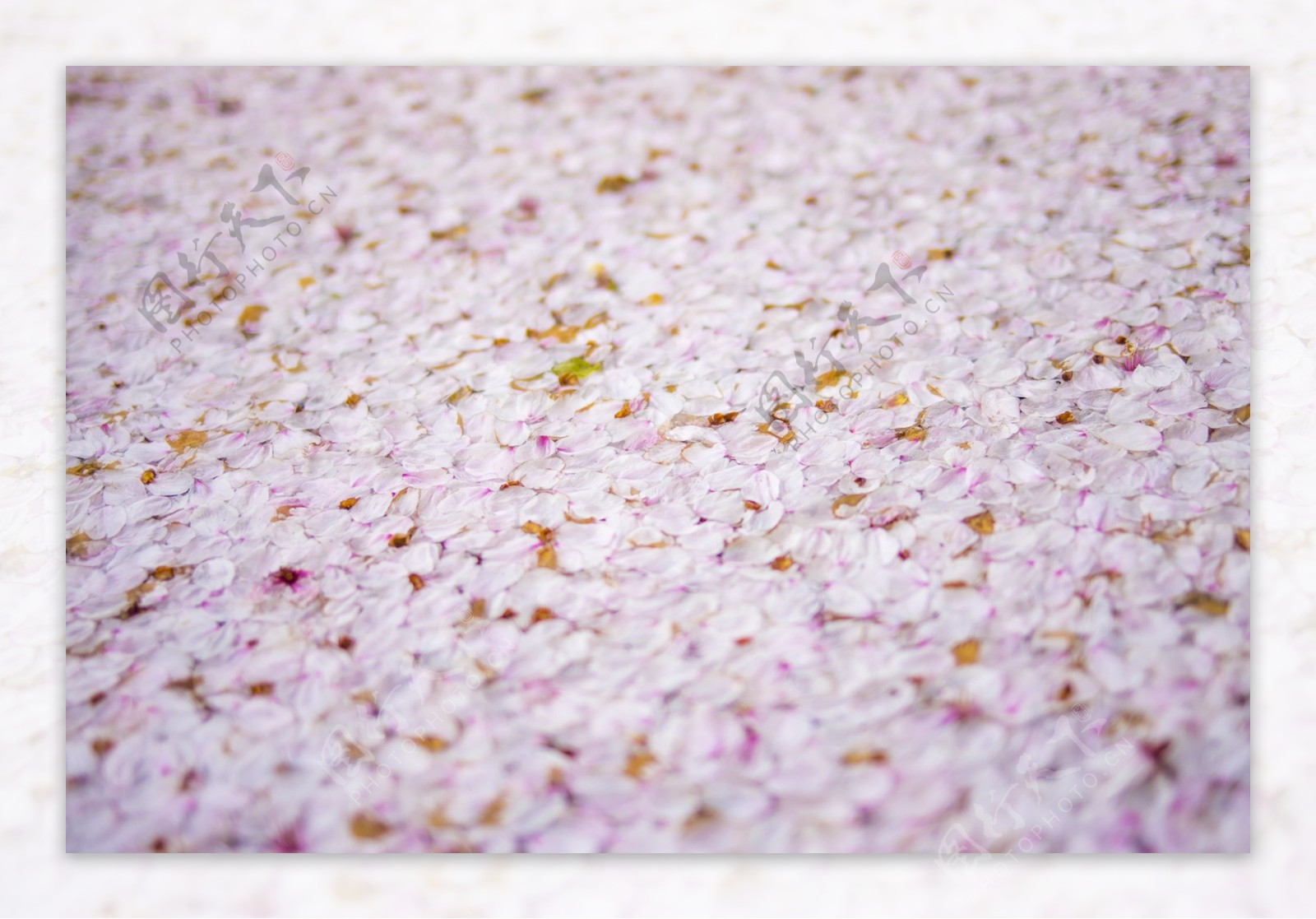 樱花花瓣铺满地