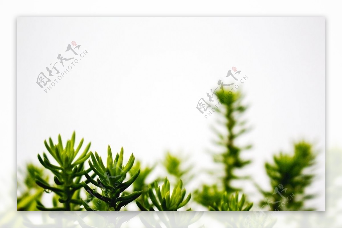 绿色清新植物背景素材