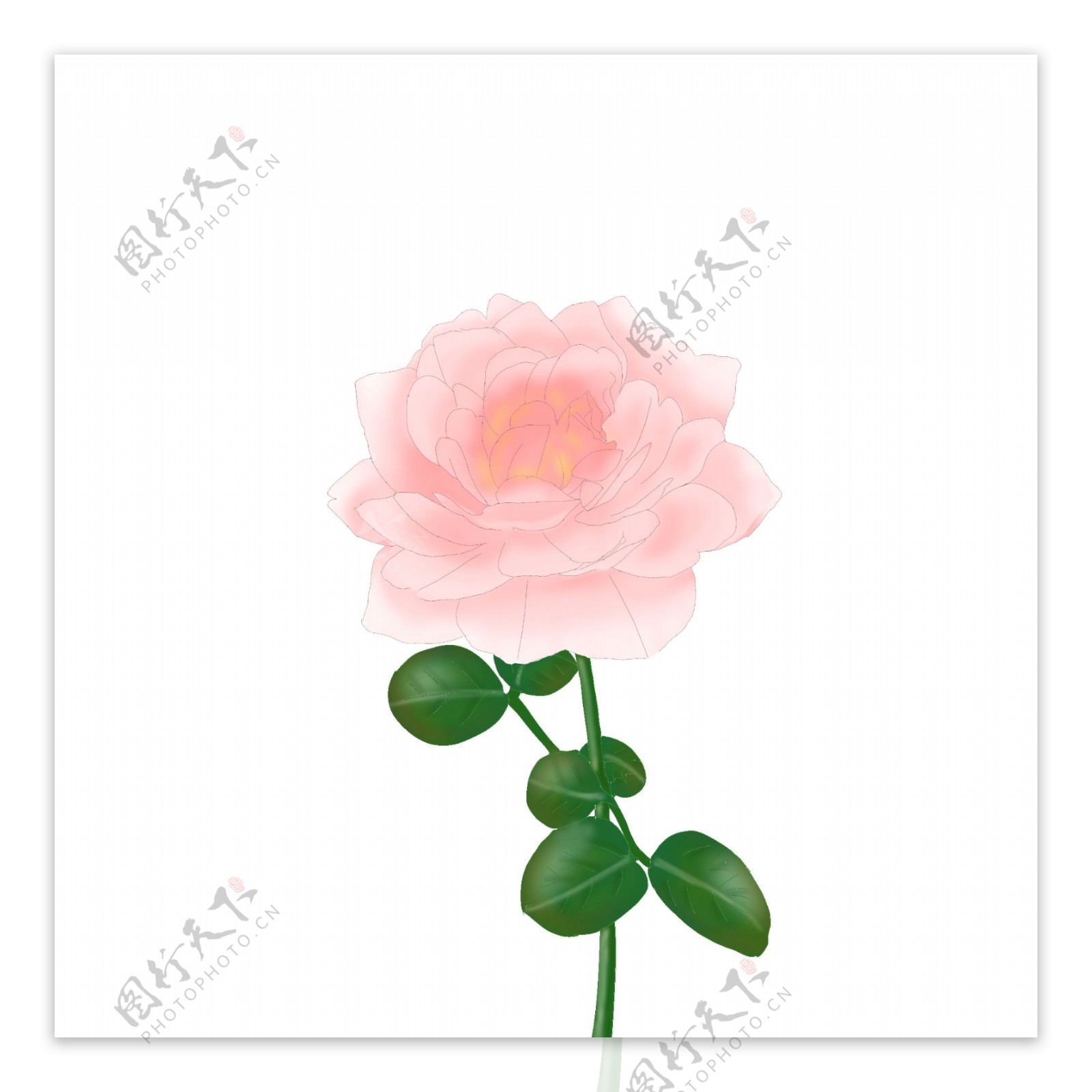 玫瑰瑞典女王月季粉红色鲜花朵春天四季节