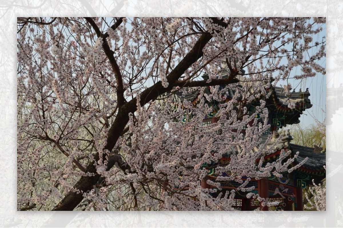 颐和园山桃花