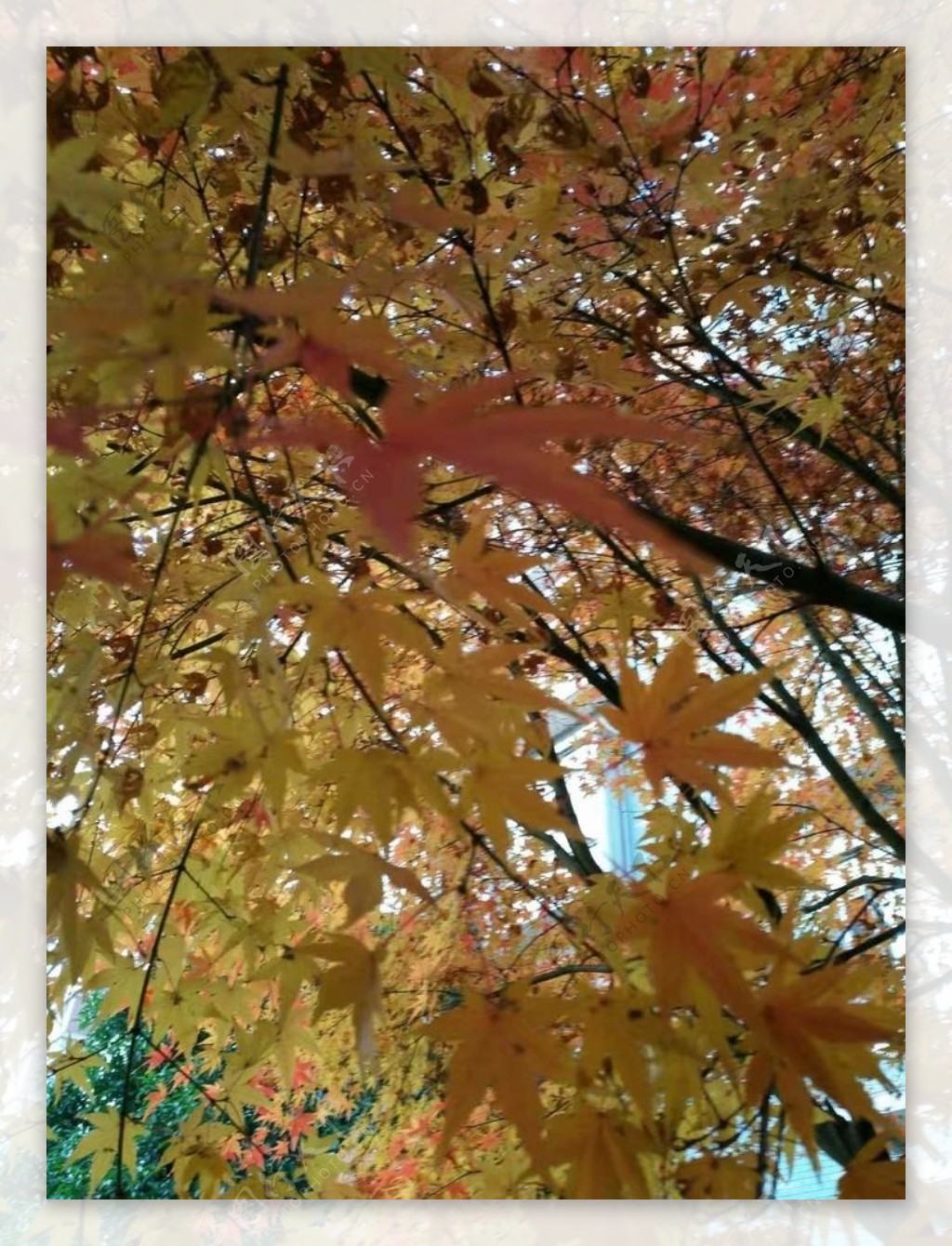 秋天大自然景物枫叶清晰