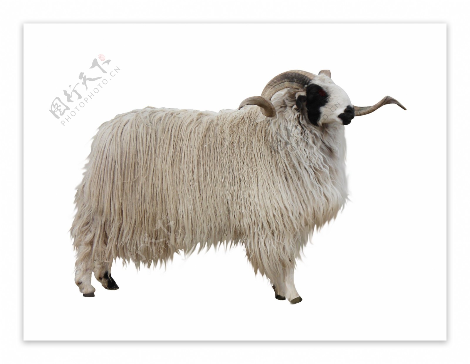 藏羊羊分层图