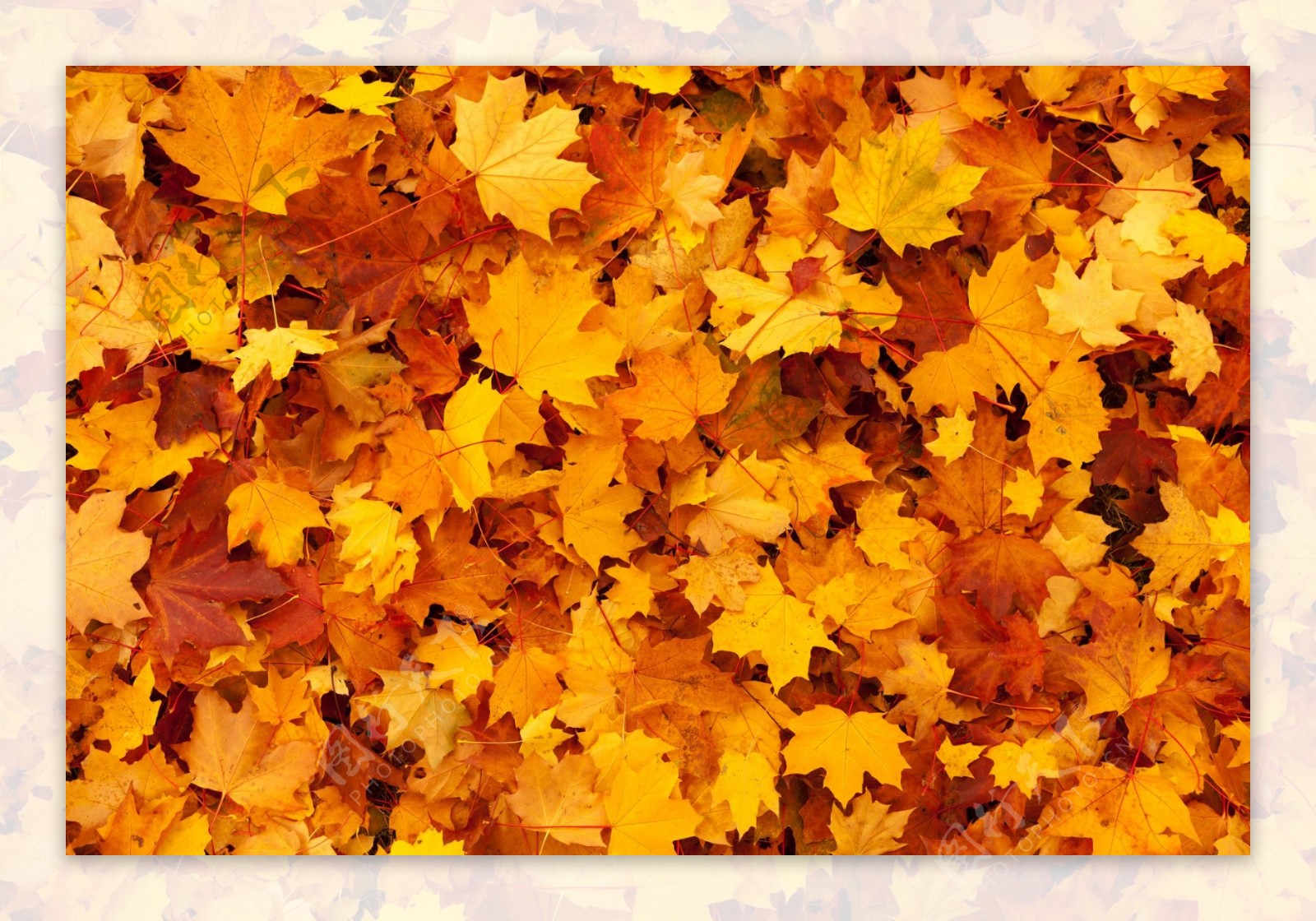 秋天黄色落叶背景
