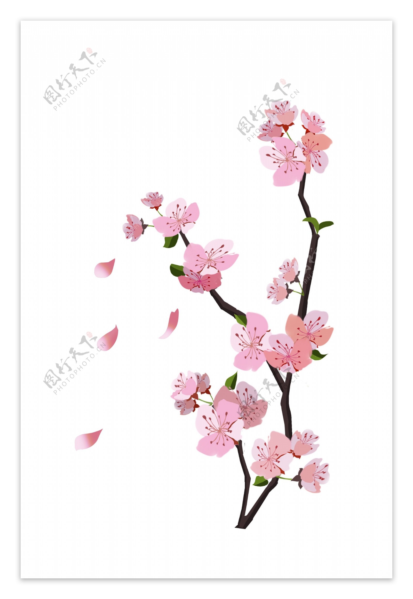 手绘盛开的桃花樱花插画