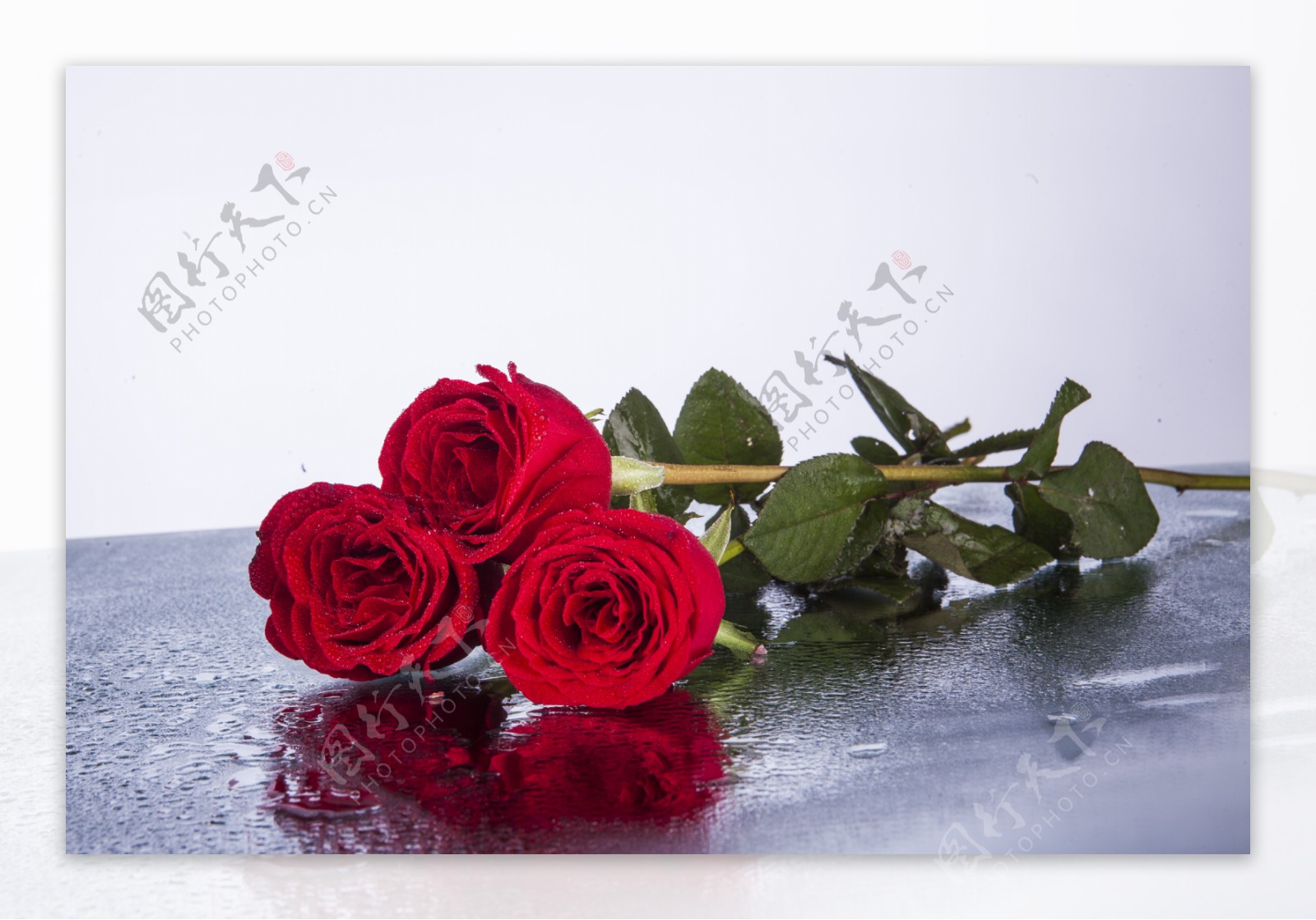 三朵沾有露水的红色玫瑰花