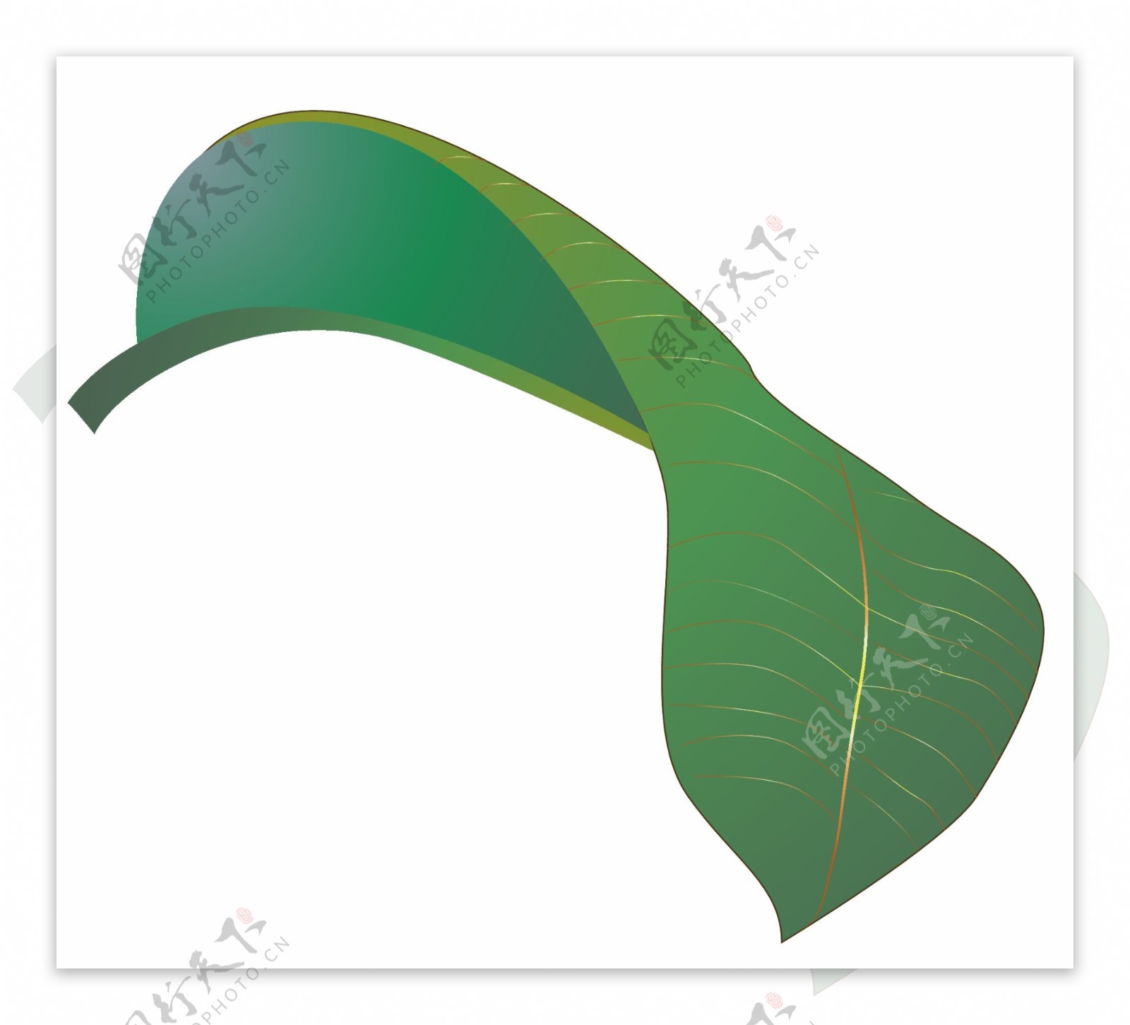 橡皮树植物叶子插画