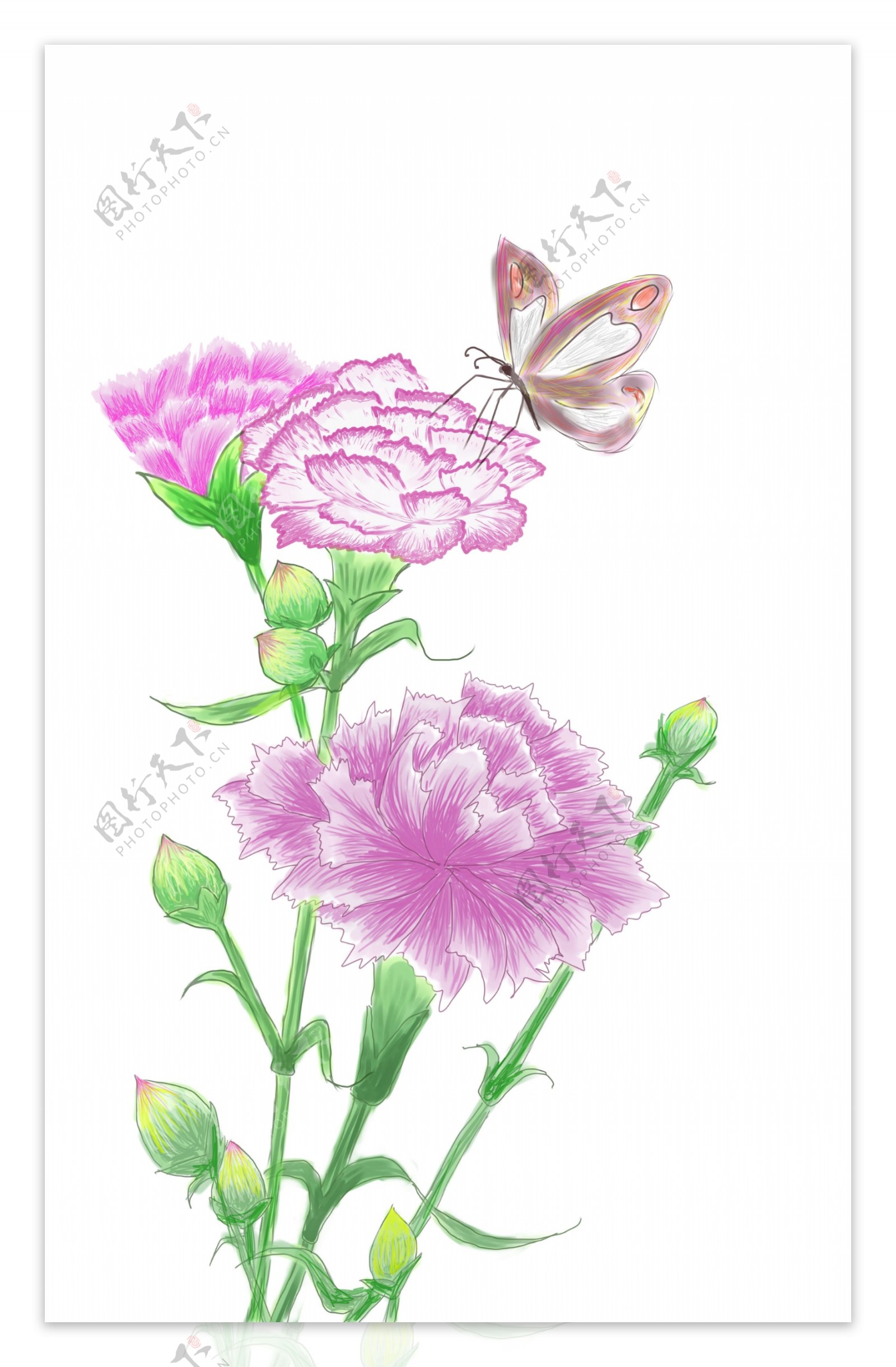 母亲节康乃馨手绘花朵蝴蝶元素