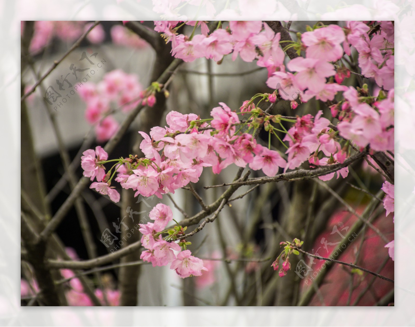 粉嫩樱花盛开的树枝