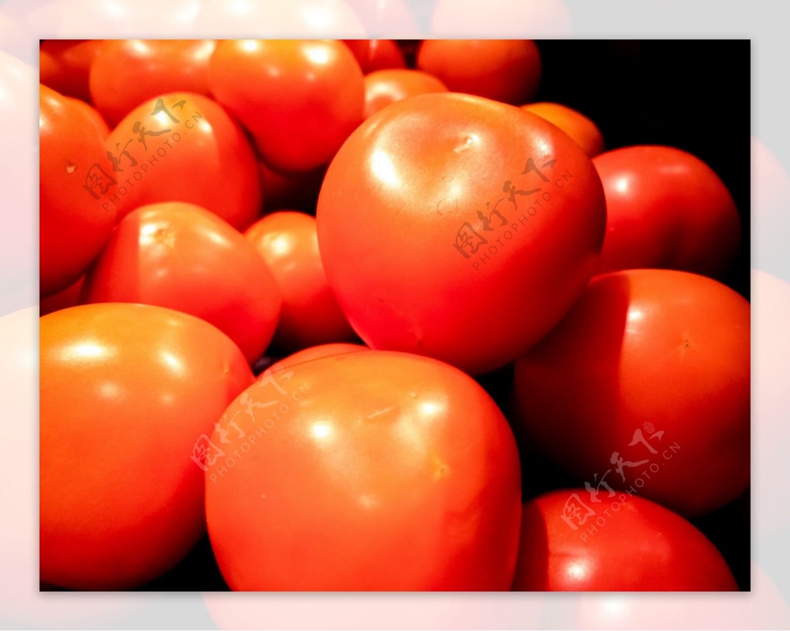 西红柿的蔬菜照片
