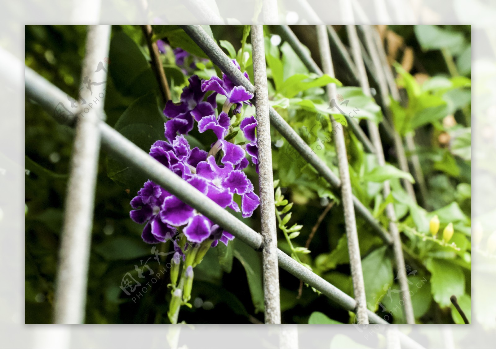 春夏紫色花朵开放