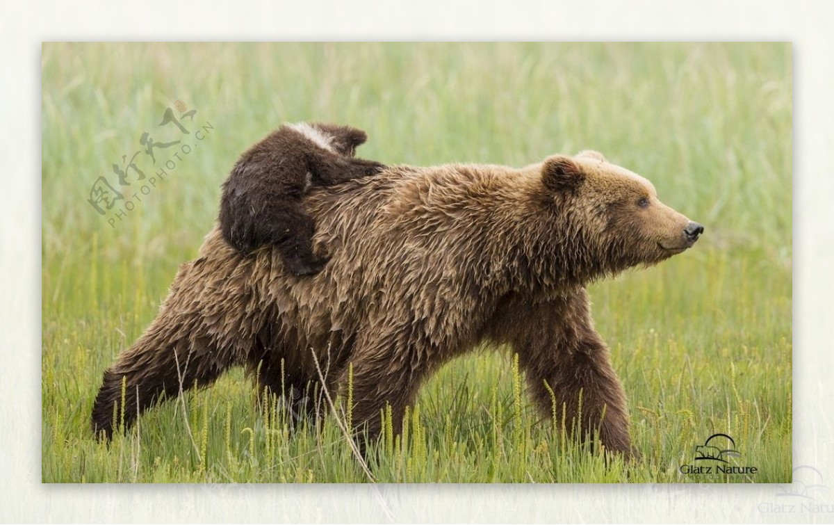 母熊和小熊