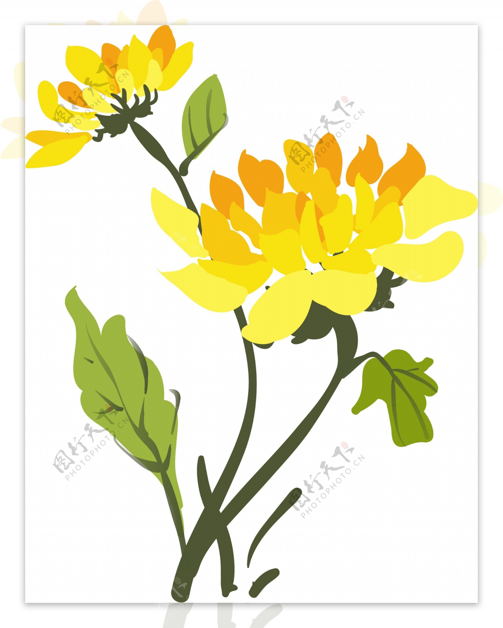 手绘黄色的菊花插画