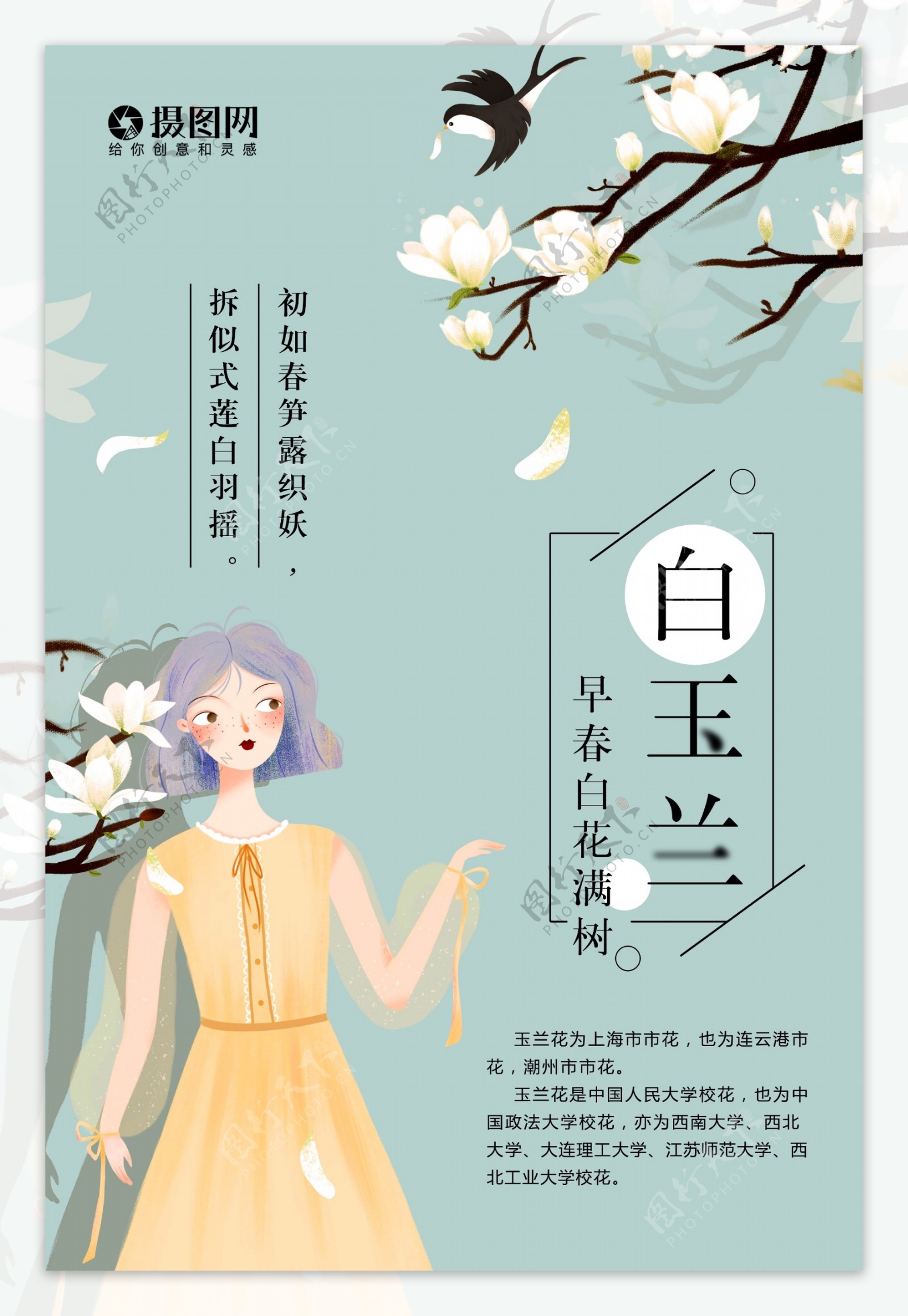 小清新白玉兰花卉海报