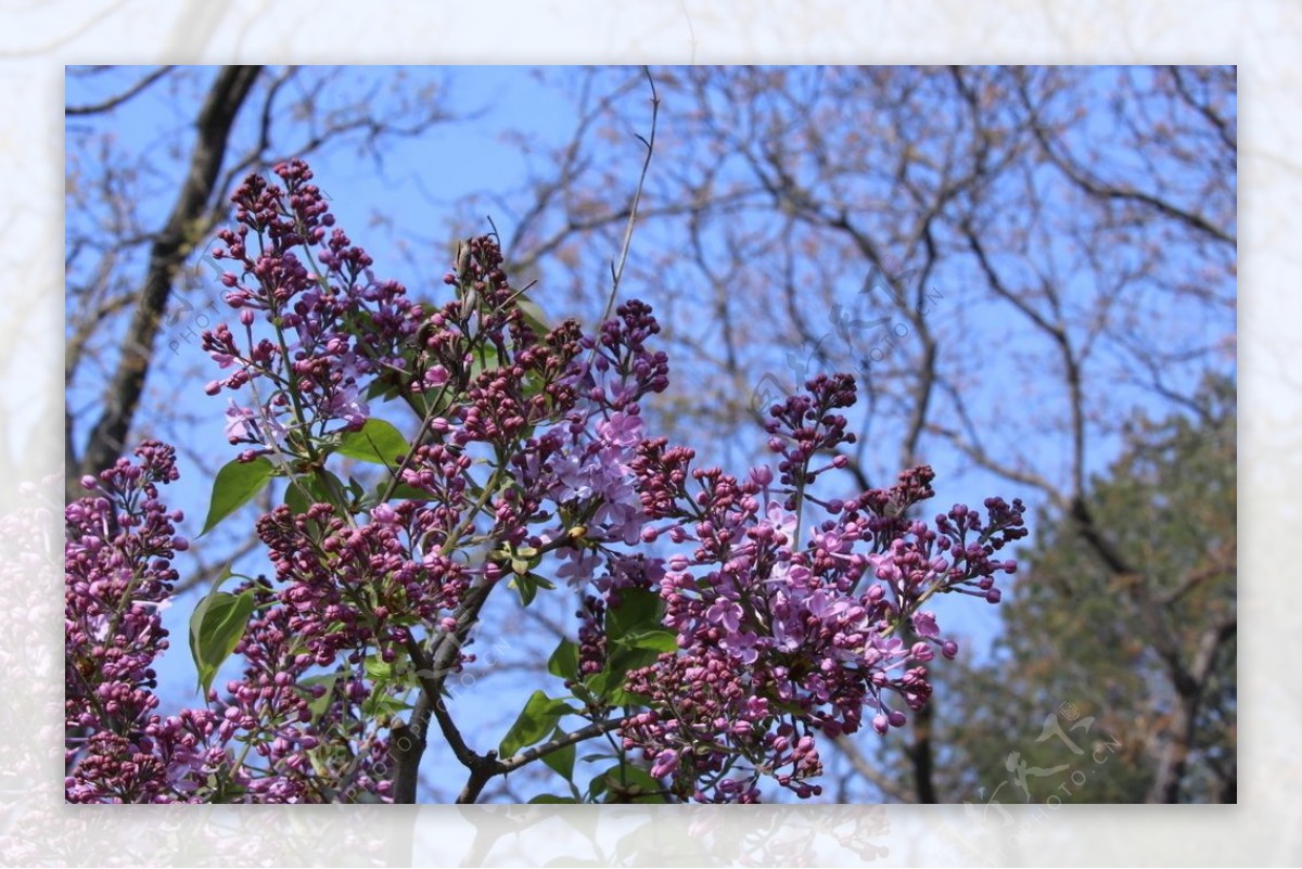 丁香花