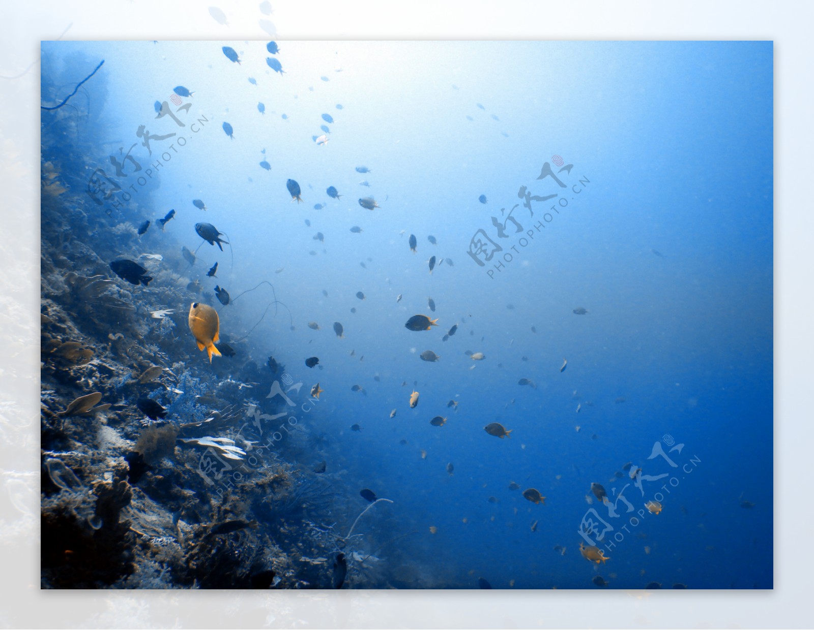 海底潜水鱼群