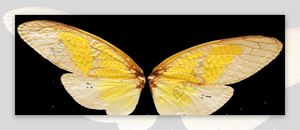 黄色精灵翅膀