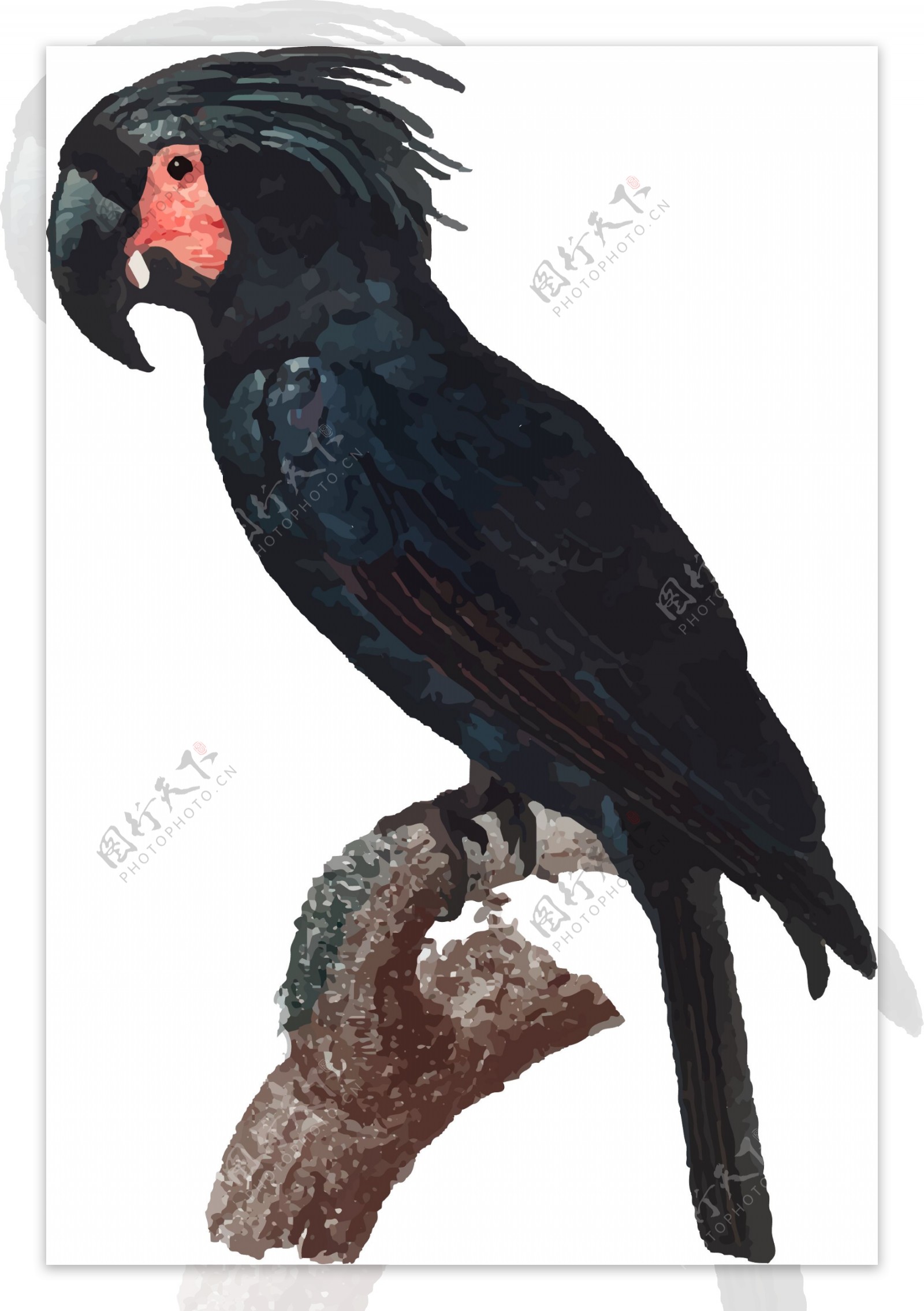 鸟类鹦鹉手绘矢量黑色元素