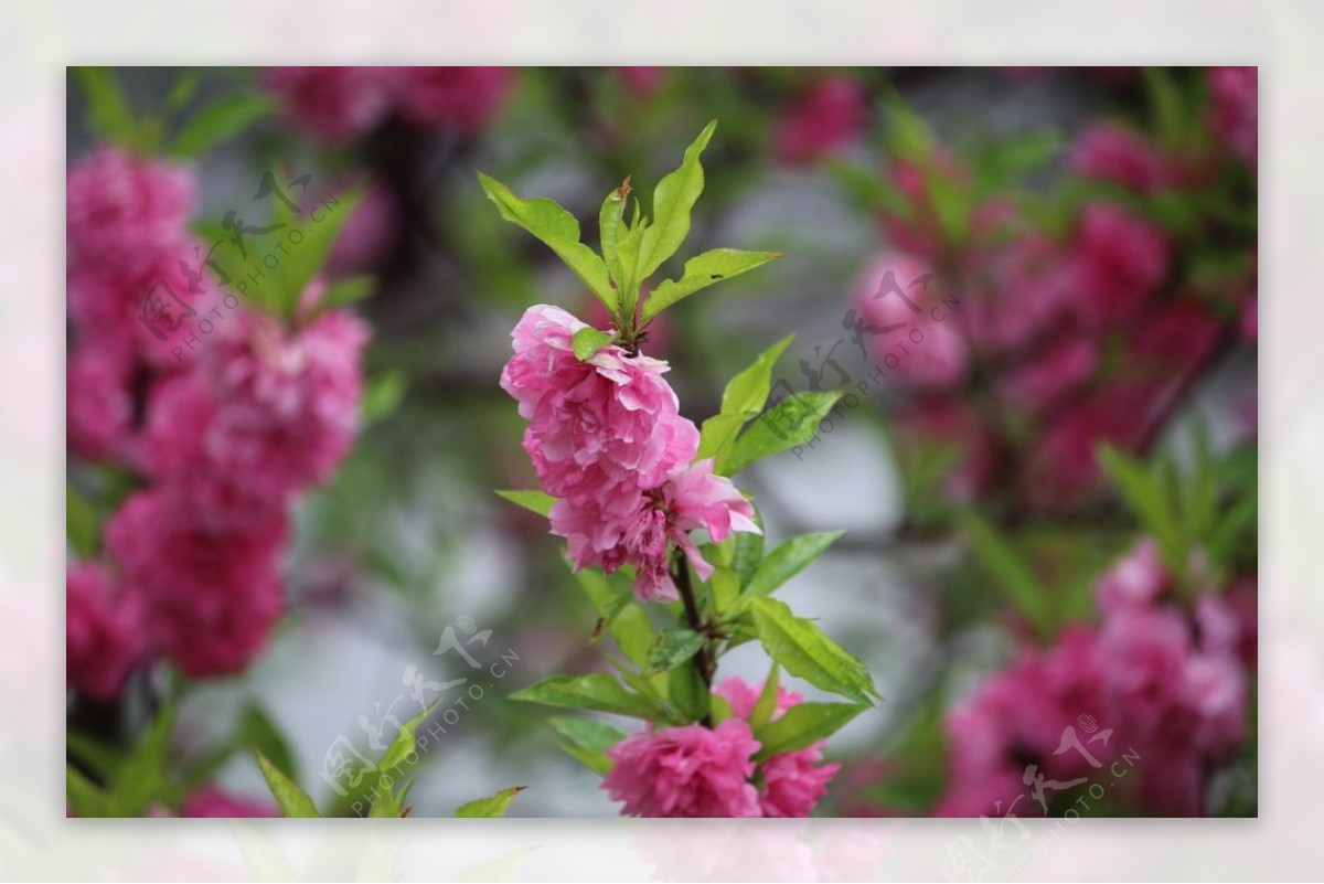 桃花争艳