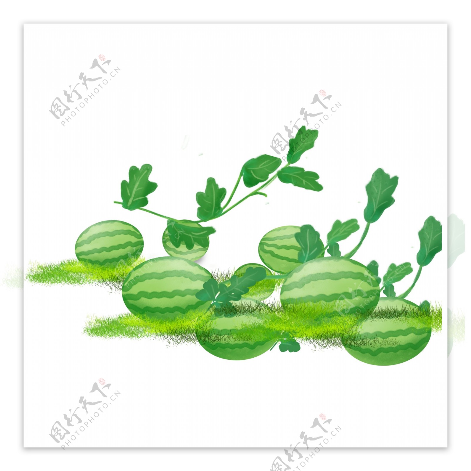 夏日西瓜植物装饰