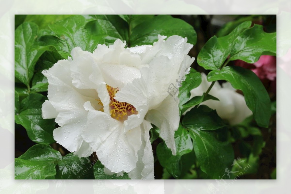 雨露牡丹花