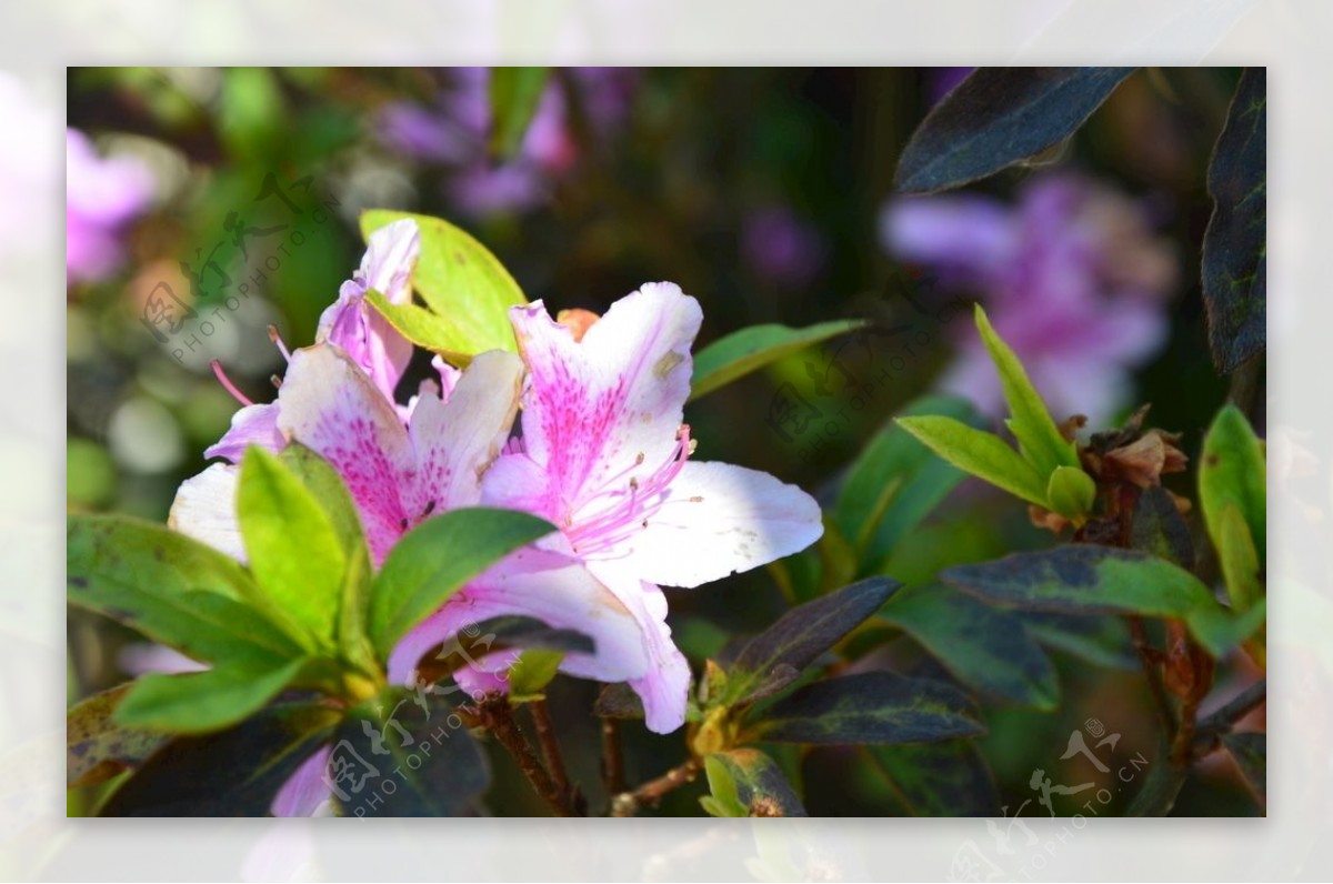 杜鹃花映山红鲜花春天