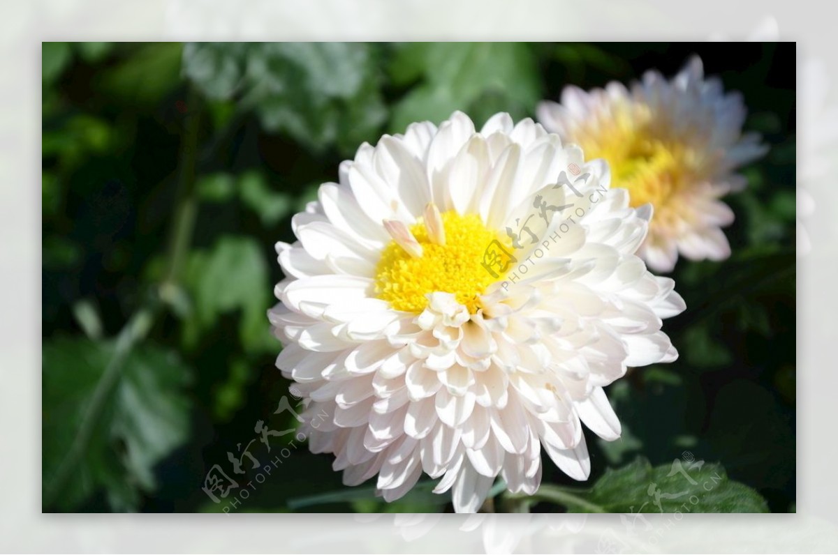 菊花自然风光花草鲜花