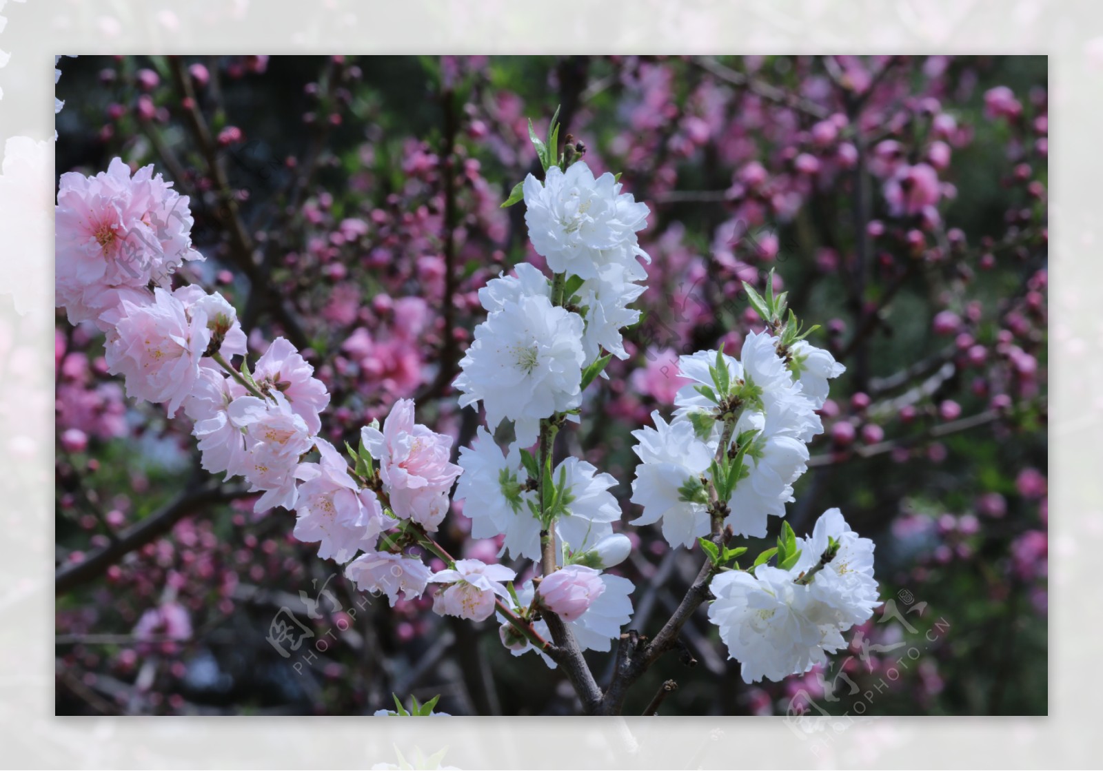 碧桃花儿