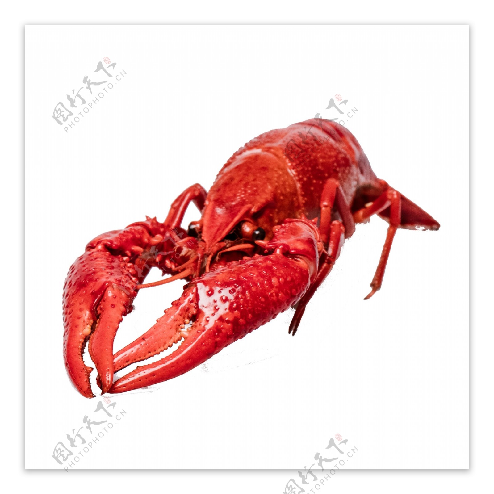 红色的大虾食物