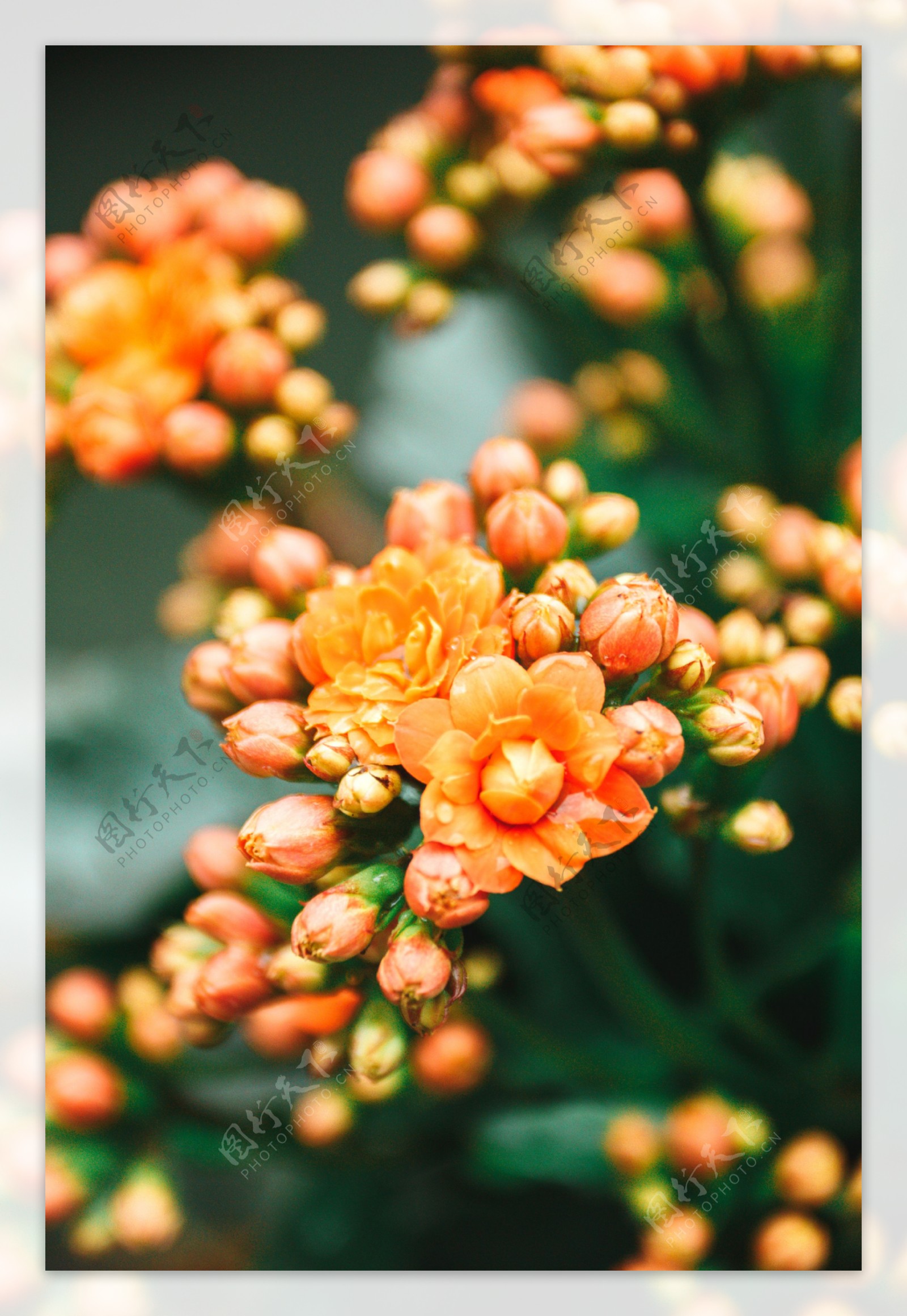 橙色长寿花商用摄影