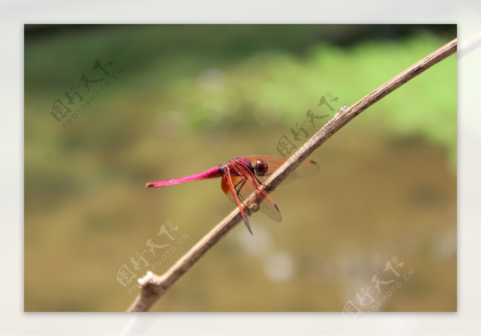 停落在枯树枝歇息的红蜻蜓特写