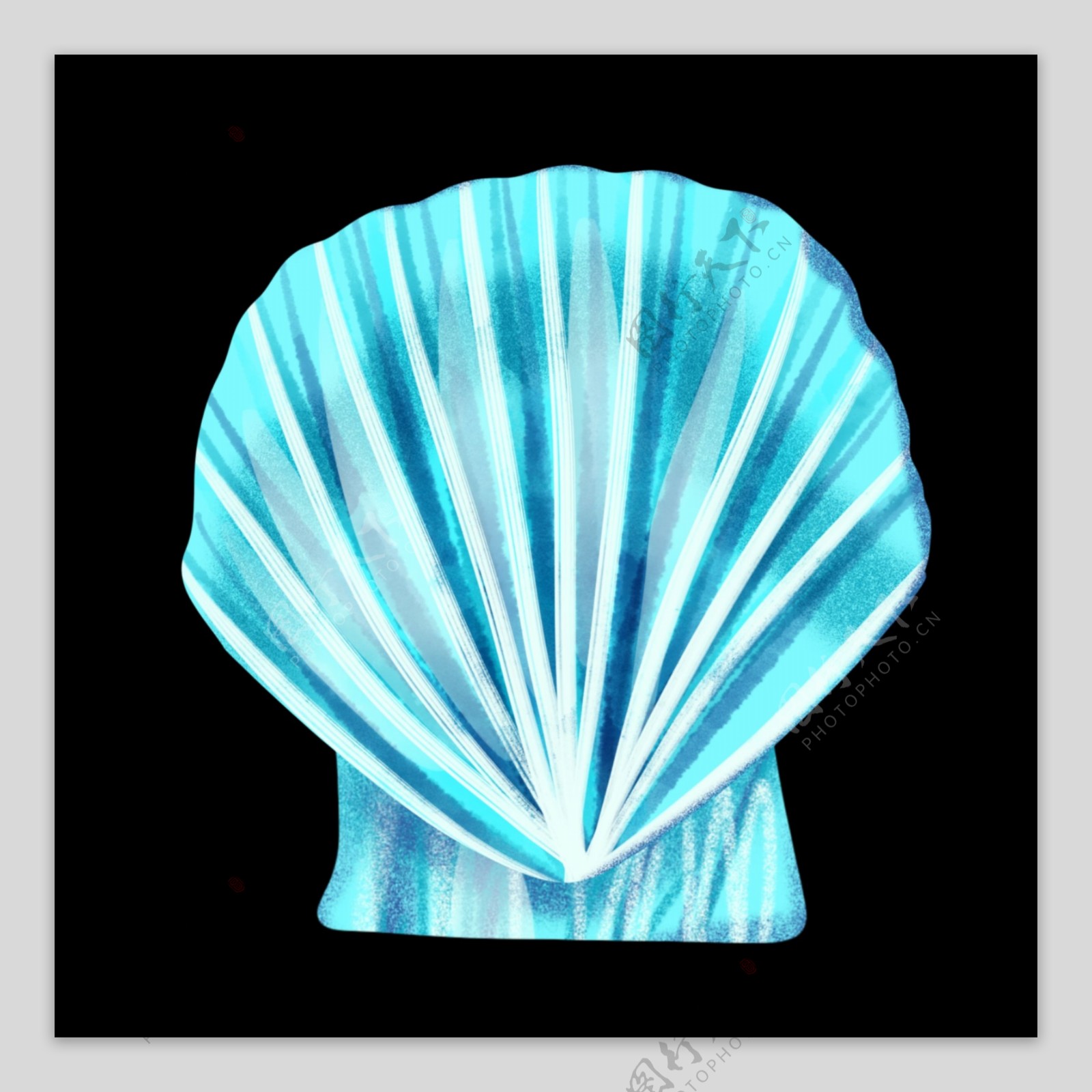 蓝色水产贝壳