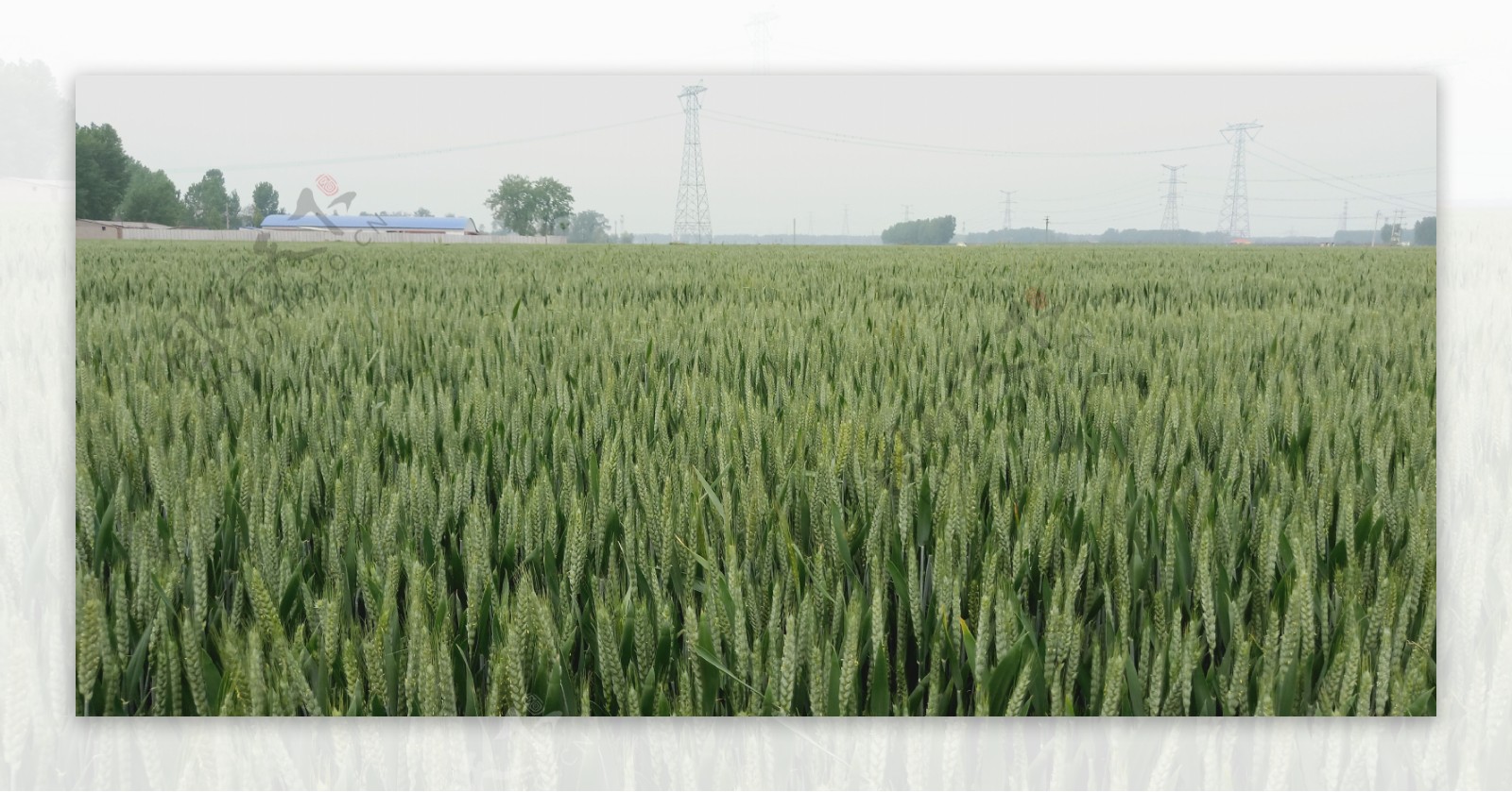 麦田小麦农作物
