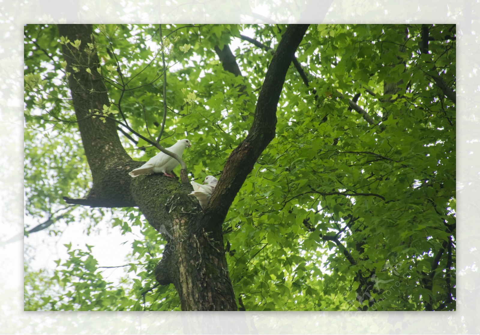 树上休息的白色鸽子
