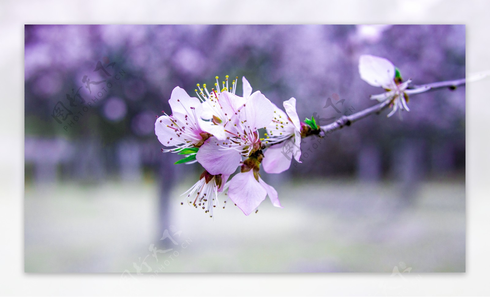 樱花花蕊细节抓拍高清图片