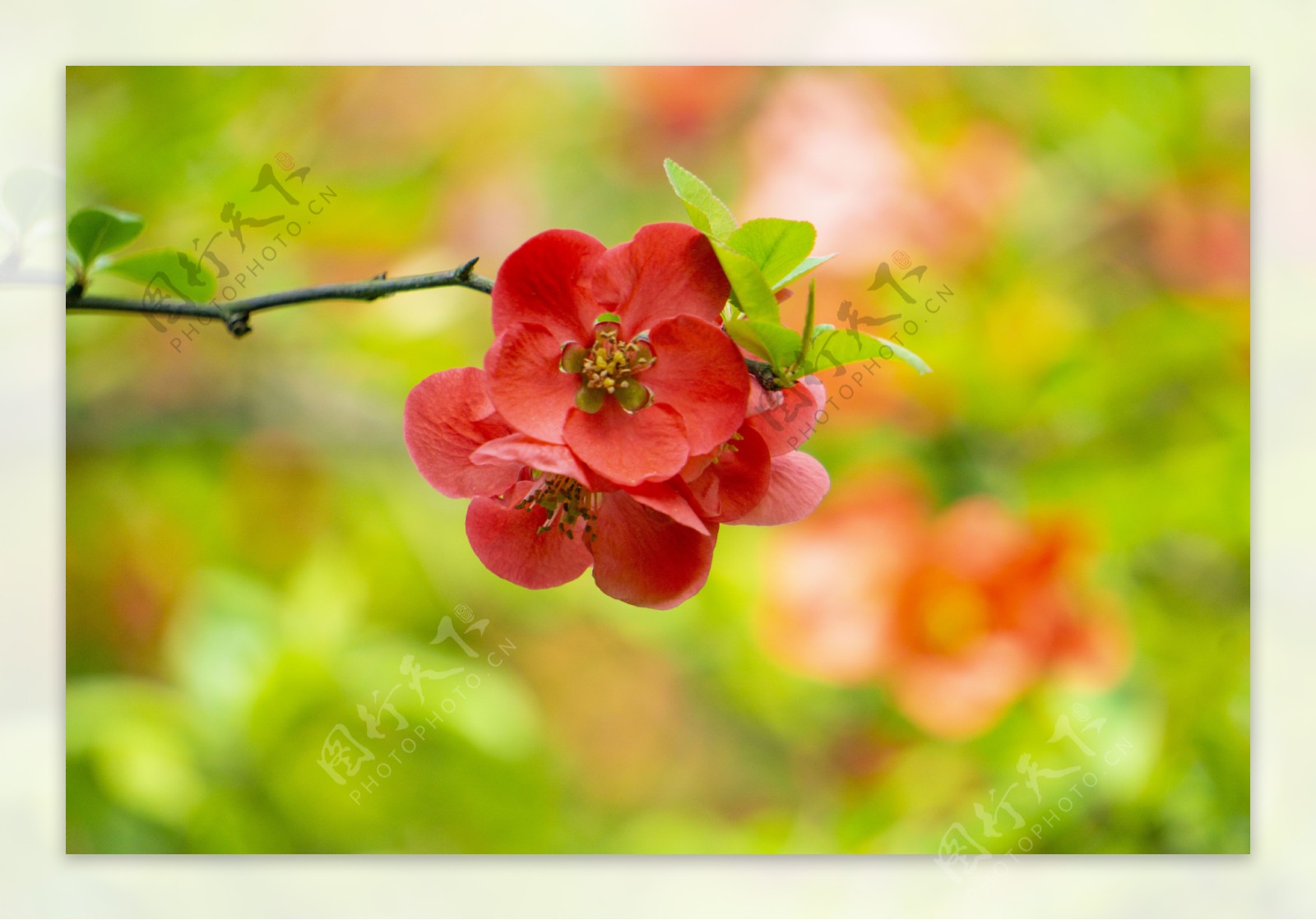 春天火红海棠花摄影
