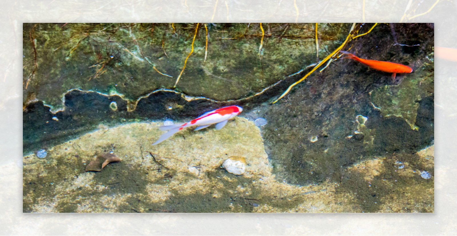 观赏鱼锦鲤鱼商用摄影