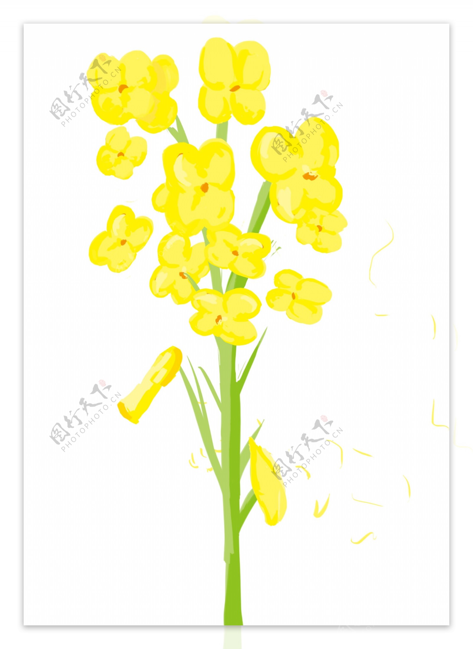 春季油菜花装饰插画